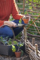 Woman planting kale ' Nero di Toscana' in raised bed with hazel screen fencing.