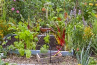 Mixed raised bed with Swiss chard, young lettuces, beetroot and Brussels sprouts. Annual and perennial flowers including Agastache ' Blue fortune, and Tagetes tenuifolia are also included to attract beneficial insects.