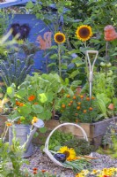 A basket of picked vegetables in front of a raised beds full of growing vegetables and annual flowers including Tagetes patula, Tropaeolum majus and helianthus annuus.