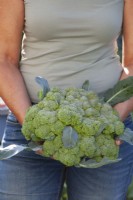 Harvested Calabrese ' Quinta'.