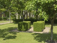 Clipped buxus squares