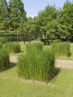 Ornamental grass squares in lawn