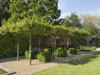Umbrella trained pleached plane trees with clipped buxus squares underneath