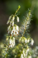 Erica carnea f. alba 'Springwood White'
