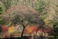 Malus transitoria grows above Cornus alba 'Sibirica', Dogwood, various grasses and the yellow stems of Salix, willow, in winter