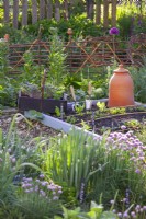 Kitchen garden in early may with a trug full of vegetable seedlings ready for planting in bed.