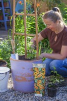 Planting Thunbergia in a container.