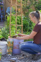 Planting Thunbergia in a container. Adding fertilizer over the surface around planted plants.