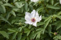 Paeonia ostii 'Feng Dan Bai' - syn. Paeonia 'White Phoenix' - Chinese tree peony in May.