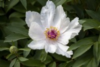 Paeonia ostii 'Feng Dan Bai' - syn. Paeonia 'White Phoenix' - Chinese tree peony in May.