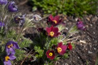 Pulsatilla vulgaris - pasqueflower. Alpine perennial with feathery leaves coated in silver hairs. Easy to grow.