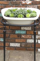 A  novel use for an old porcelain sink full of succulents  mounted on the bricks wall as a planter in early spring garden. April
Designer: Pam Creed