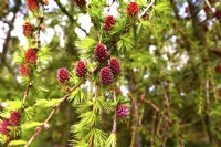 European Larch, Larix decidua, hanging branches  with red young female flowers. May