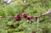 Larix laricina, American larch, tamarack, deciduous needles. with female red young flowers and foliage growing on branch. May