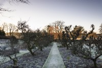 A grass path framed by an avenue of old espaliered apple trees in the Kitchen Garden of Hergest Croft on a frosty January morning