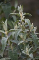 Buddleja salviifolia in January