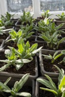 Pots of Centaurea montana seedlings on the green house bench.