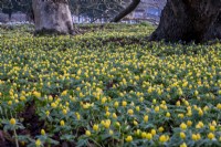 A yellow sheet of Eranthis hyemalis, Winter Aconites amongst the tree trunks at West Dean Gardens.