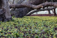 A yellow carpet of Eranthis hyemalis, Winter Aconites beneanth the trees at West Dean Gardens.