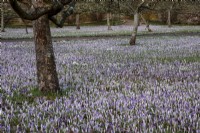 Crocus tommasinianus growing beneath the apple trees in the walled garden at West Dean College.