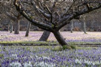 A carpet of Crocus tommasinianus and Galanthus nivalis surrounding the apples trees at West Dean Gardens