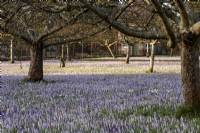 A purple haze of Crocus tommasinianus in the orchard at West Dean Gardens.