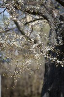 Prunus cerasifera 'Cherry Plum' - in early May