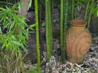 Phyllostachys dulcis  Bamboo with terracotta urn  late February 