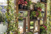 A wooden feature wall with living green wall plantings of Erigeron karvinskianus, Polypodium vulgaris, Heuchera 'Peach Flambe', Trachelospermum jasminoides and decorated with lanterns.