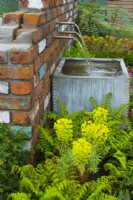 A fountain flowing out of a brick wall and flow of water through copper piping to old galvanised water tank in early spring garden. Plants: Euphorbia characias sub. Wulfenii, Polystichum polyblepharum, Euphorbii x martini, Mahonia x media Winter Sun. April
Designer: Pam Creed