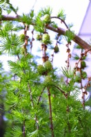 Larix kaempferi, young green cones growing of branches. May