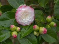 Camellia japonica 'Desire' Mid February Winter