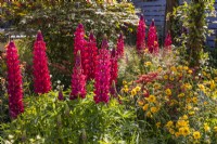Colorful perennial border planted with Lupinus 'Red Rum', Geum chiloense 'Lady Stratheden' and  Achillea millefolium 'Paprika'. June