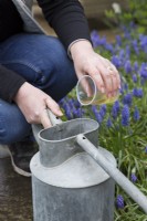Adding Liquid from wormery to watering can
