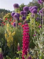 Lupinus 'The Pages' in border with Allium giganteum and verbascum