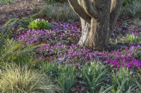 Cyclamen coum flowering around the base of a tree in an informal woodland border in early Spring - February