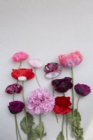 Mix of poppy varieties on white background