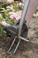 Using Rose Fork to aerate rose roots
