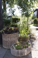 Nicotiana and Coleus in contemporary wicker containers
