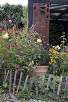 Rosa 'Graham Thomas', Cosmos 'Dazzler', Box ball and Rudbeckia 'Goldstrum' with low chestnut fencing in contemporary garden


