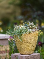 Succulents planted in hand made pot. The Nurture Landscapes Garden, Designer: Sarah Price, Gold medal winner RHS Chelsea Flower Show 2023
