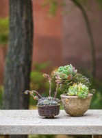 Cotyledon orbiculata 'Cedric Morris' and Sempervivum in hand made pots. The Nurture Landscapes Garden, Designer: Sarah Price, Gold medal winner RHS Chelsea Flower Show 2023