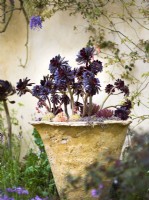 Aeonium 'Zwartkop' planted in hand made pot at The Nurture Landscapes Garden, Designer: Sarah Price, Gold medal winner RHS Chelsea Flower Show 2023