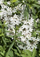 Campanula lactiflora Alba, summer July