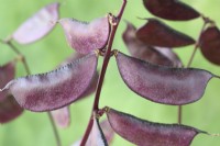 Lablab purpureus  'Ruby Moon'  Hyacinth beans  Syn. Dolichos 'Ruby Moon'  October