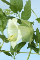 Cobaea scandens f. alba  White flowered cup-and-saucer vine  September