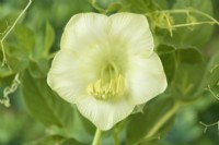 Cobaea scandens f. alba  White flowered cup-and-saucer vine  September
