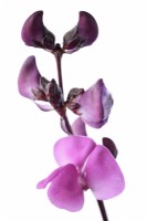 Lablab purpureus  'Ruby Moon'  Hyacinth bean flower  Syn. Dolichos 'Ruby Moon'  September