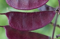 Lablab purpureus  'Ruby Moon'  Hyacinth beans  Syn. Dolichos 'Ruby Moon'  September