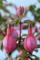 Fuchsia  'Ringwood Market'  Flower buds  September